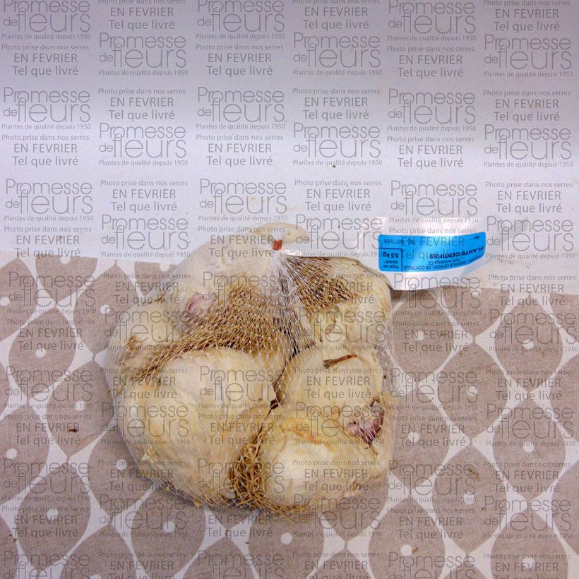 Esimerkki toimitetusta Valkosipuli Flavor - Allium sativum Kappale Koko 45/+ mm-taimesta