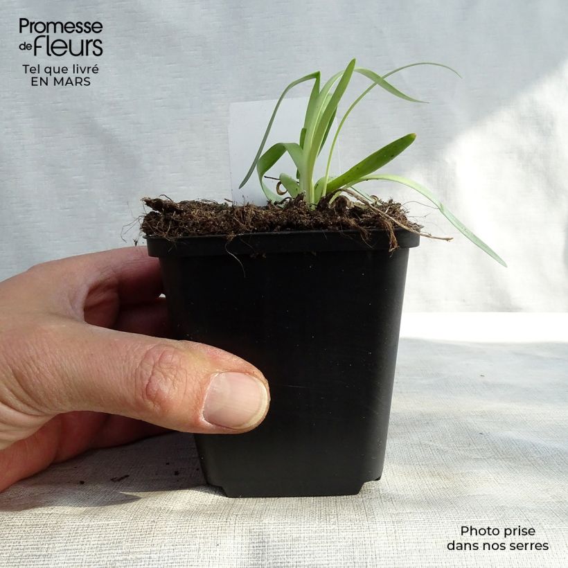 Example of Laukka Millenium Godet de 8/9 cm as you get in printemps