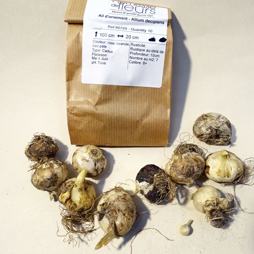 Esimerkki toimitetusta Laukka - Allium decipiens Bulbe size 8+-taimesta