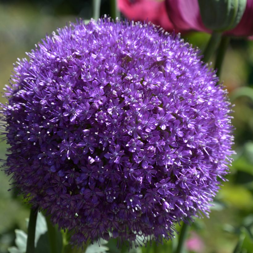 Jättilaukka - Allium giganteum (Kukinta)