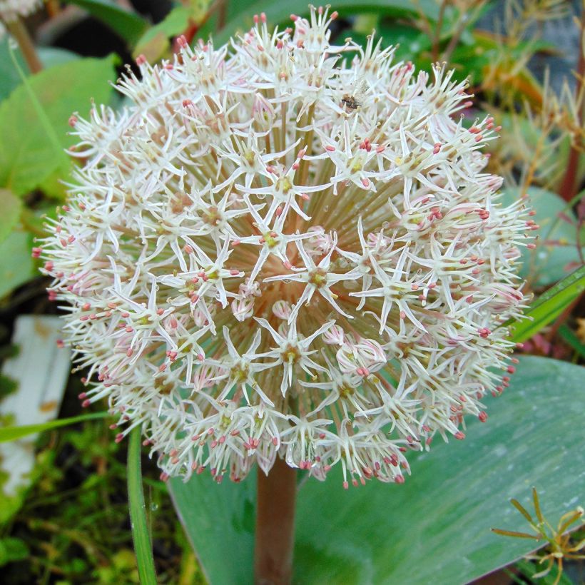 Pallolaukka - Allium karataviense (Kukinta)