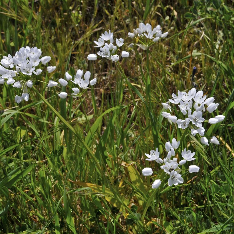 Napolinlaukka - Allium neapolitanum (Kasvutapa)