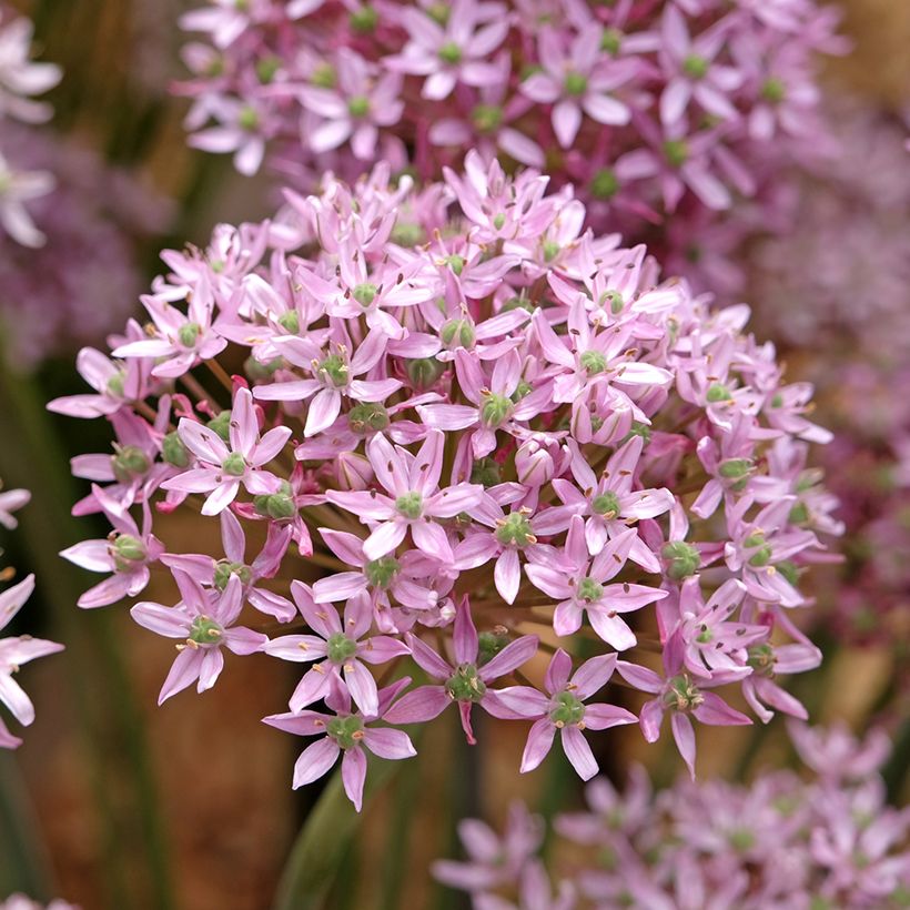 Mustalaukka Pink Jewel (Kukinta)
