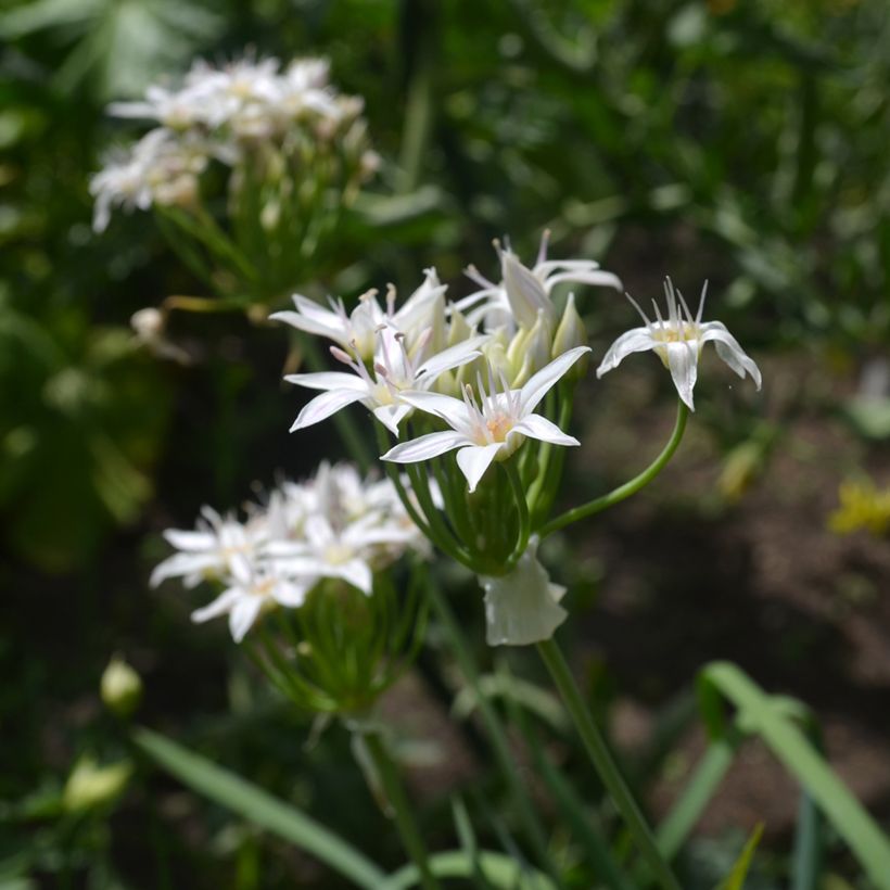Laukka - Allium plummerae (Kukinta)