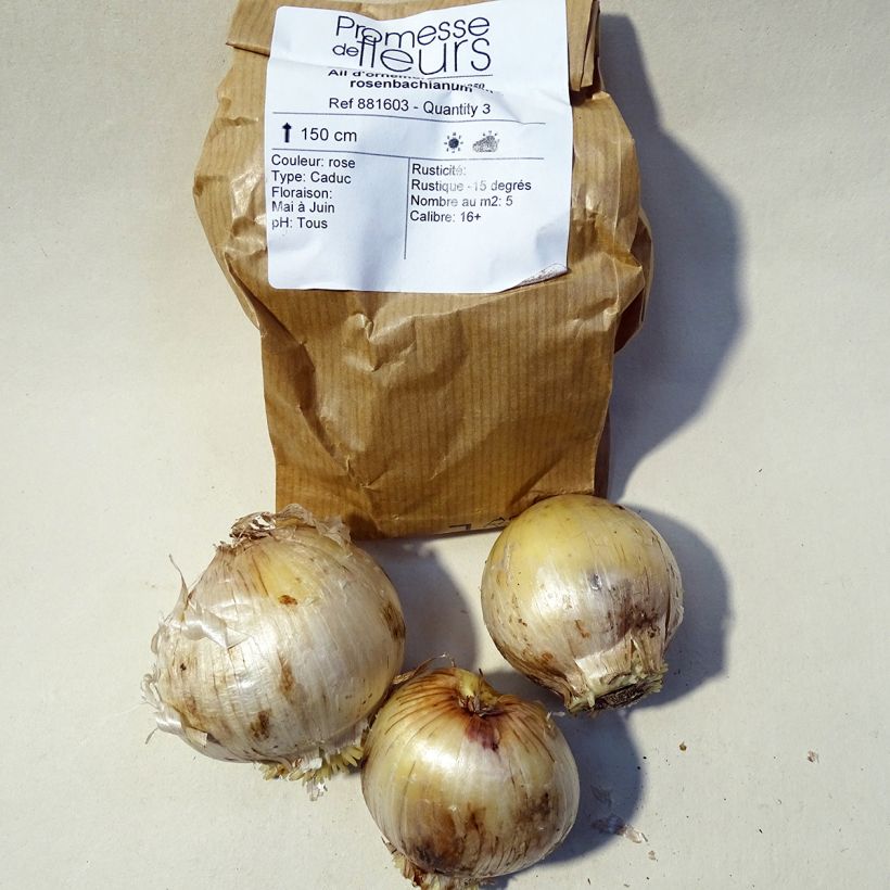 Esimerkki toimitetusta Partalaukka - Allium rosenbachianum Bulbe size 14/16-taimesta