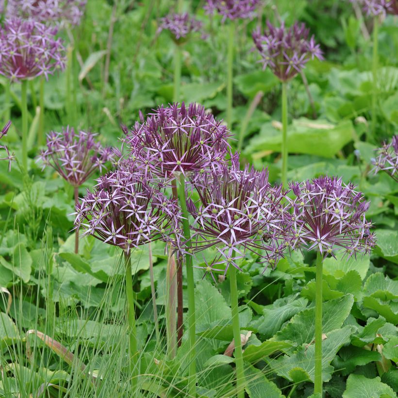 Tähtilaukka - Allium christophii (Kasvutapa)