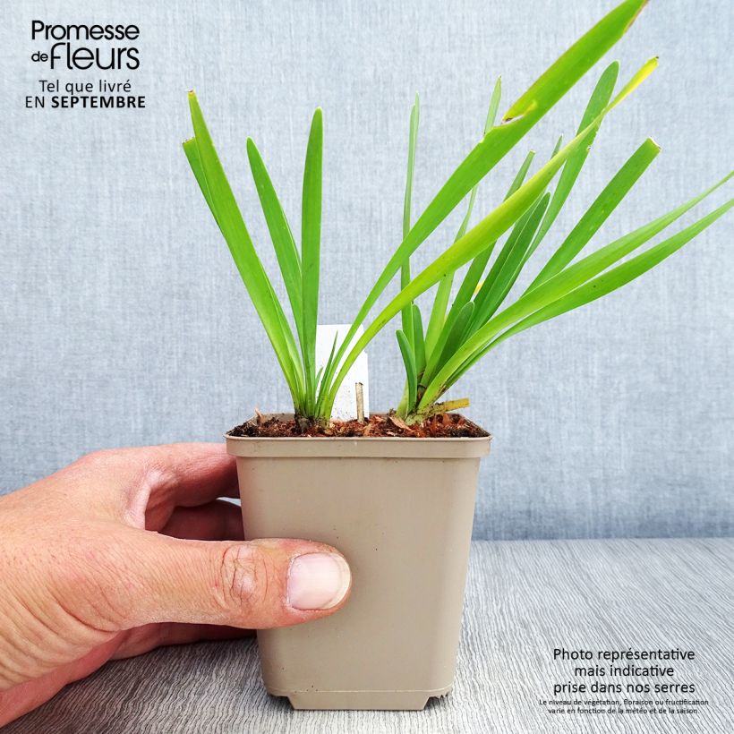 Esimerkki syksyllä toimitetusta Laukka Serendipity 8/9 cm taimiruukku-taimesta