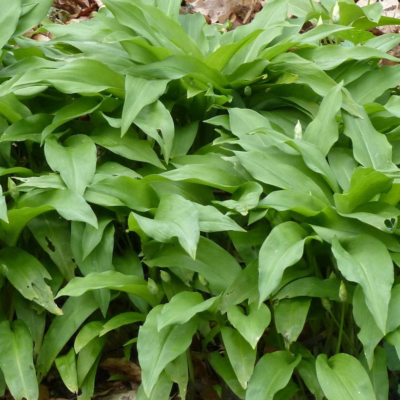 Karhunlaukka - Allium ursinum (Lehvistö)