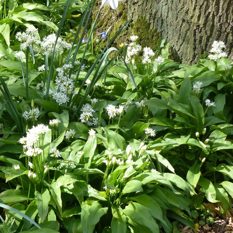 Karhunlaukka - Allium ursinum (Kasvutapa)