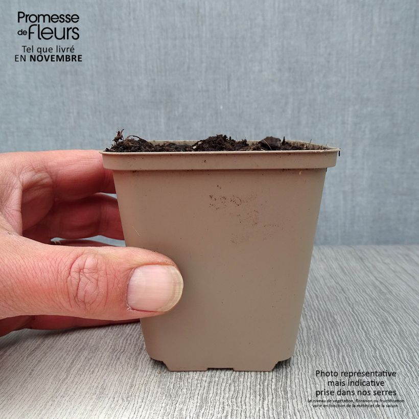 Esimerkki syksyllä toimitetusta Karhunlaukka 7/8 cm taimiruukku-taimesta