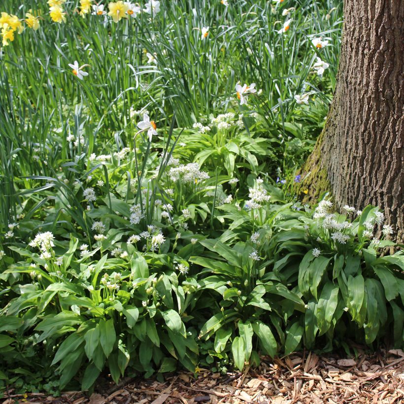 Karhunlaukka (sipulit) - Allium ursinum (Kasvutapa)