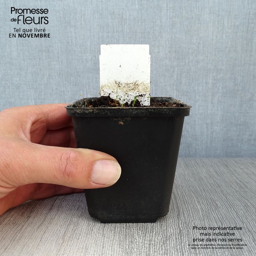 Esimerkki syksyllä toimitetusta Pallolaukka - Allium karataviense 12 cm / 13 cm ruukku-taimesta
