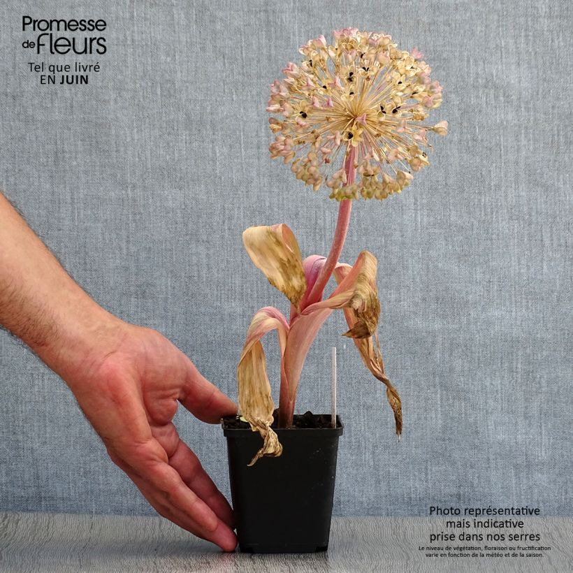Esimerkki kesällä toimitetusta Pallolaukka - Allium karataviense Pot de 12 cm / 13 cm-taimesta