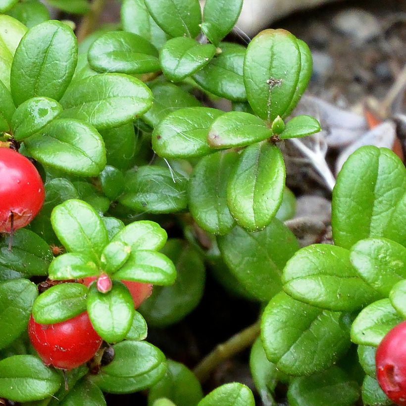 Puolukka Red Pearl (Lehvistö)