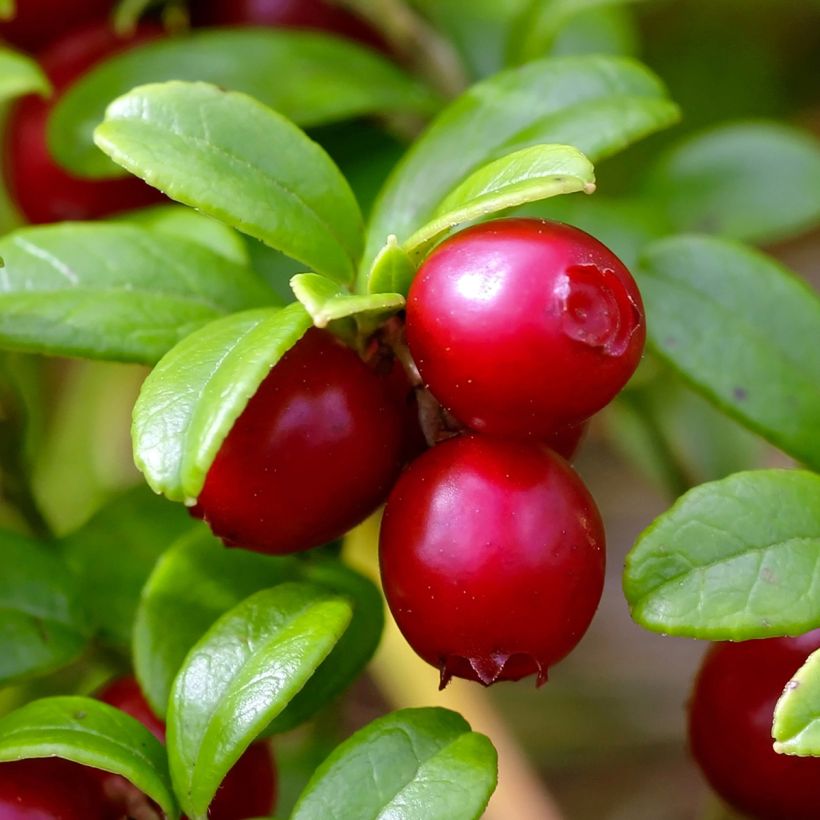 Puolukka Red Pearl (Sadonkorjuu)