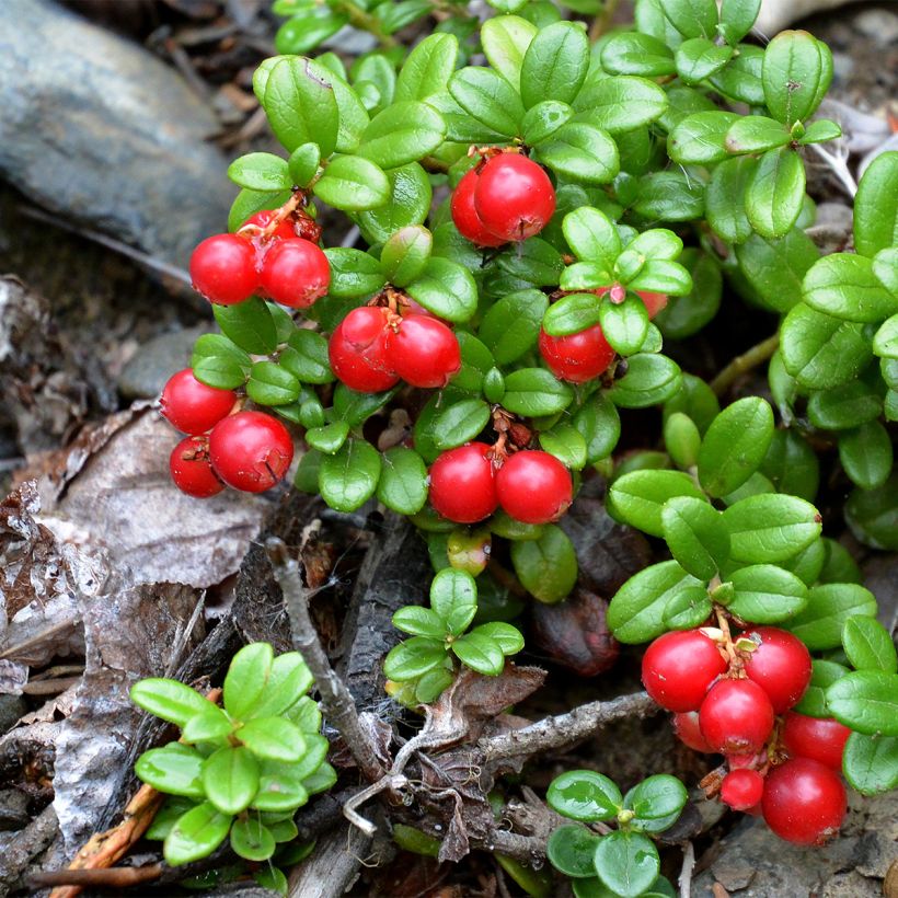 Puolukka Red Pearl (Kasvutapa)