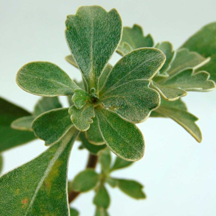 Ajania pacifica Gold and Silver (Lehvistö)