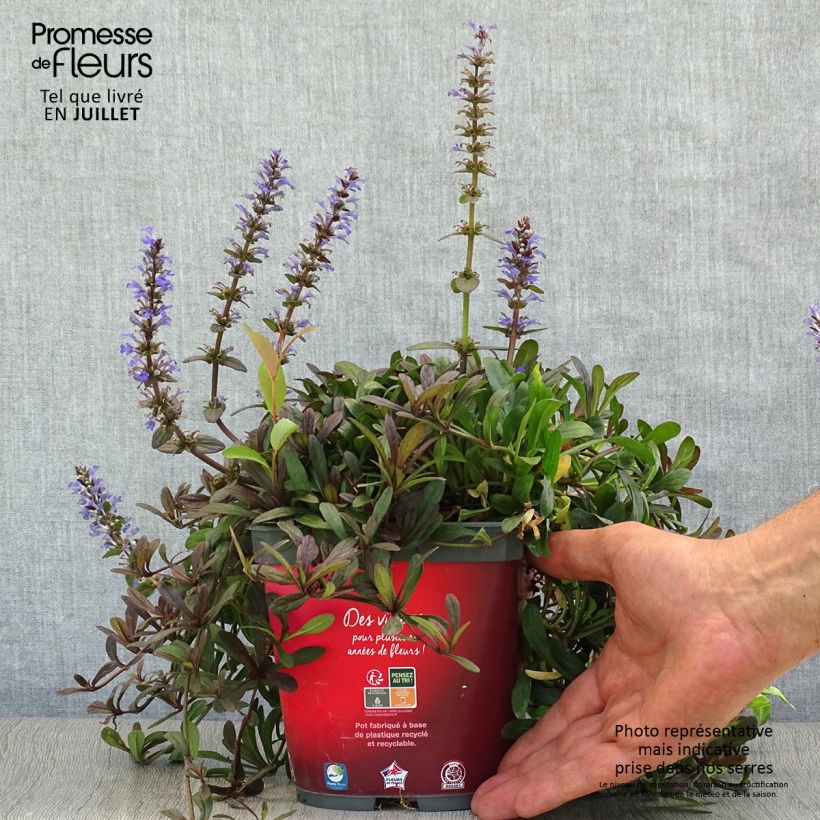 Esimerkki kesällä toimitetusta Rönsyakankaali Noble Nightingale Pot de 2L/3L-taimesta