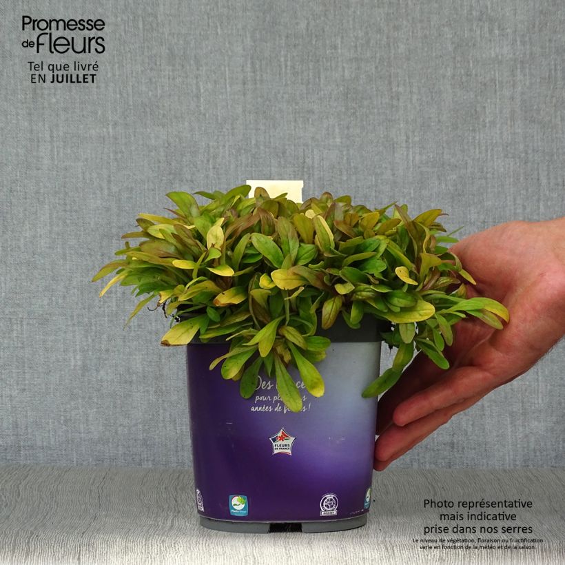Esimerkki kesällä toimitetusta Rönsyakankaali Petite Parakeet Pot de 2L/3L-taimesta