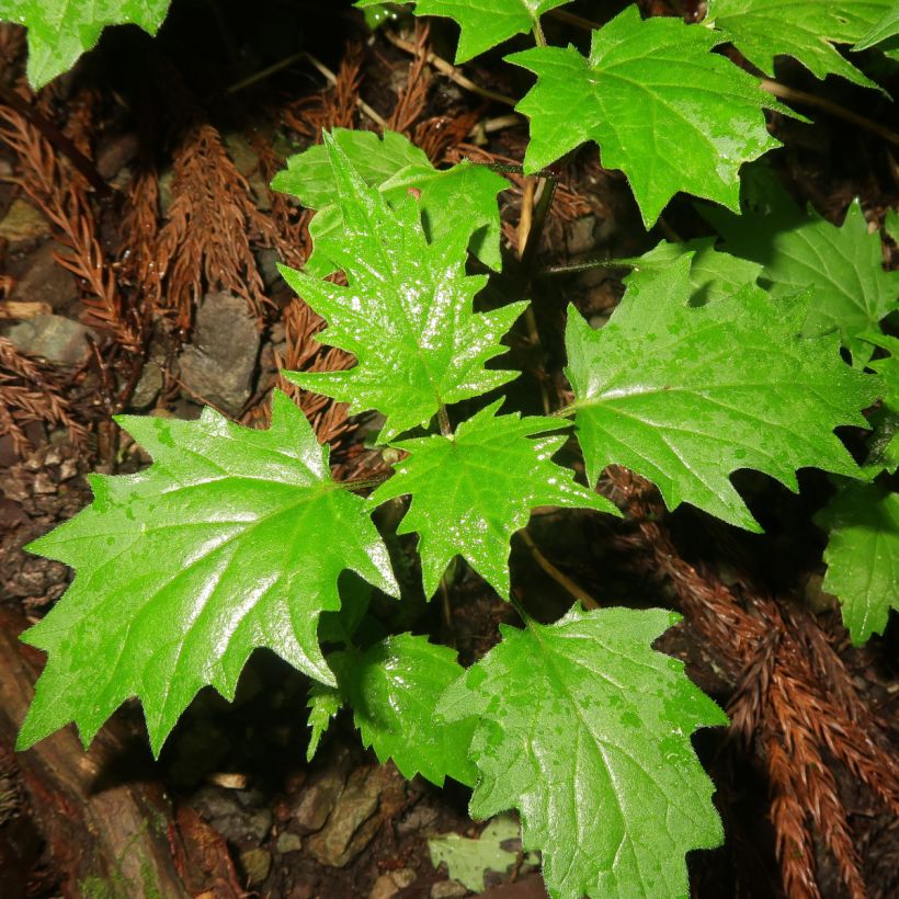 Akankaali - Ajuga incisa (Lehvistö)