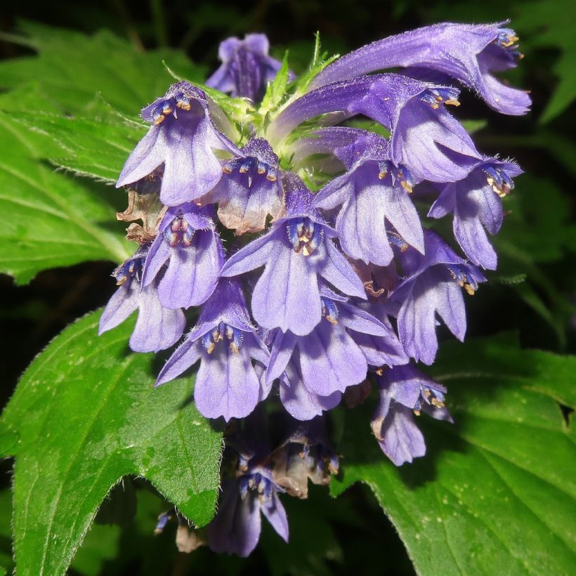 Akankaali - Ajuga incisa (Kukinta)