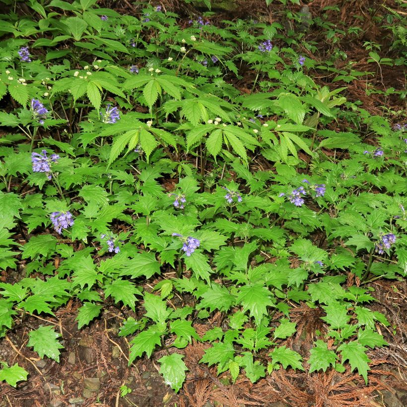 Akankaali - Ajuga incisa (Kasvutapa)