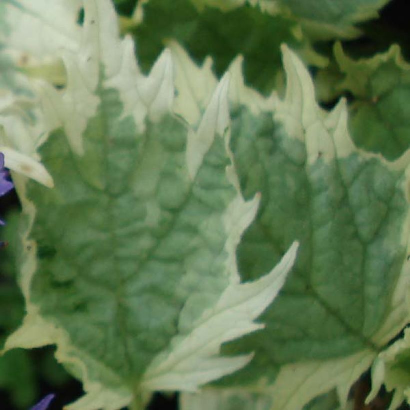 Akankaali Frosted Jade (Lehvistö)