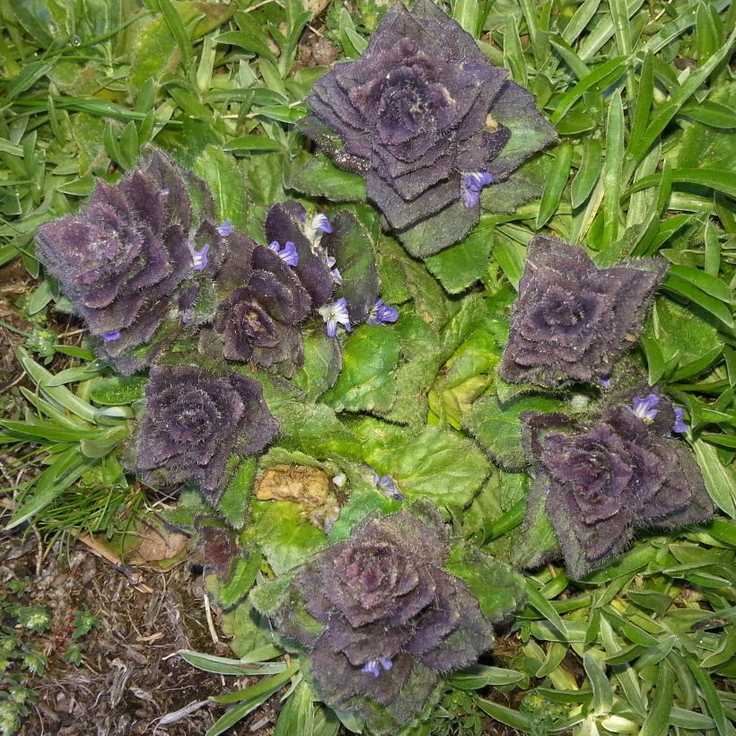 Kartioakankaali - Ajuga pyramidalis (Lehvistö)