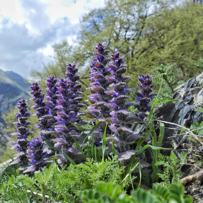 Kartioakankaali - Ajuga pyramidalis (Kasvutapa)