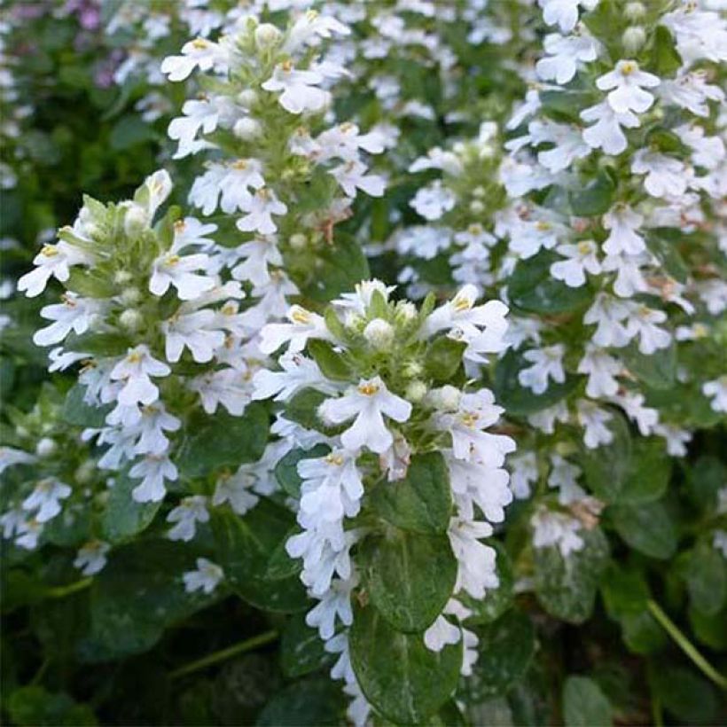 Rönsyakankaali Alba (Kukinta)
