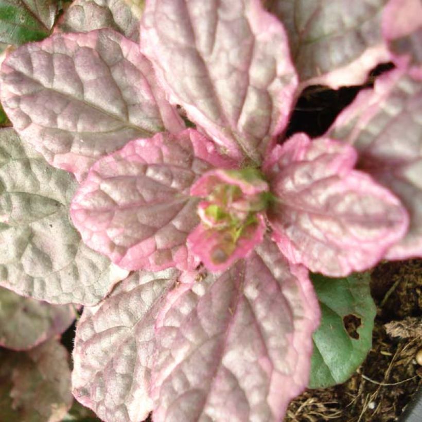 Rönsyakankaali Burgundy Glow (Lehvistö)