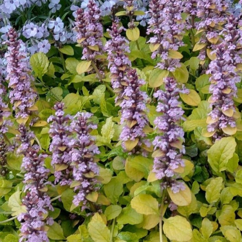Rönsyakankaali Gold Chang (Kukinta)