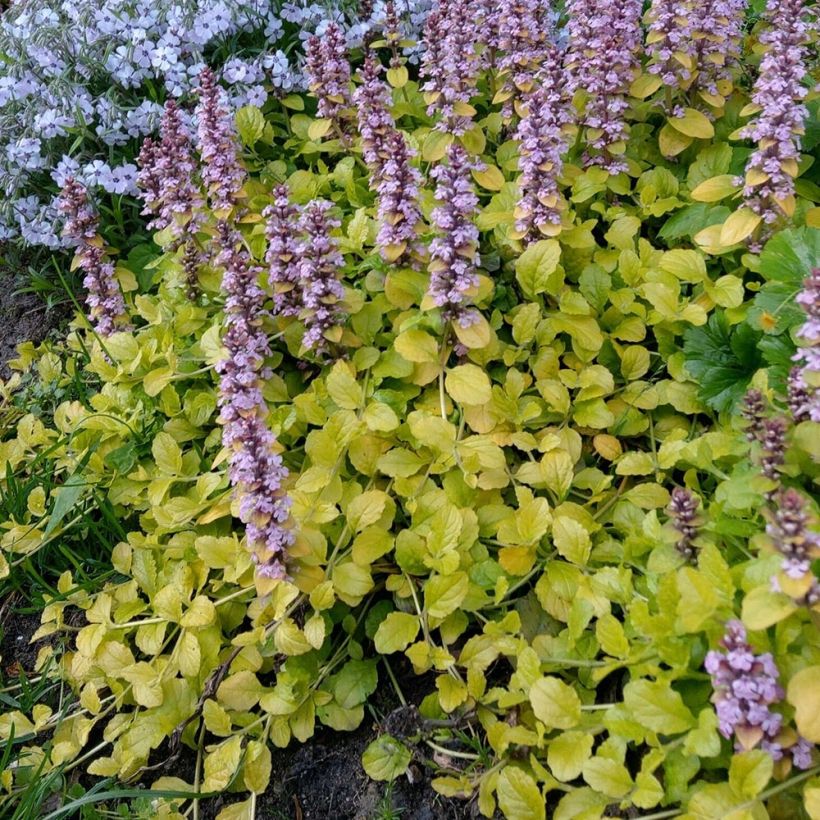 Rönsyakankaali Gold Chang (Kasvutapa)