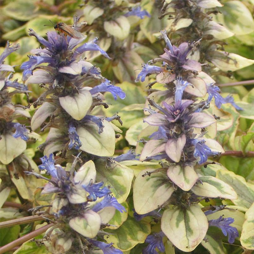 Rönsyakankaali Golden Glow (Kukinta)