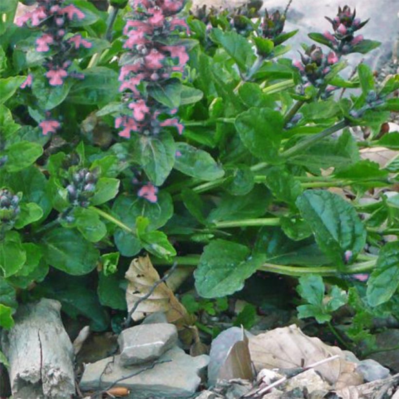 Rönsyakankaali Pink Elf (Lehvistö)