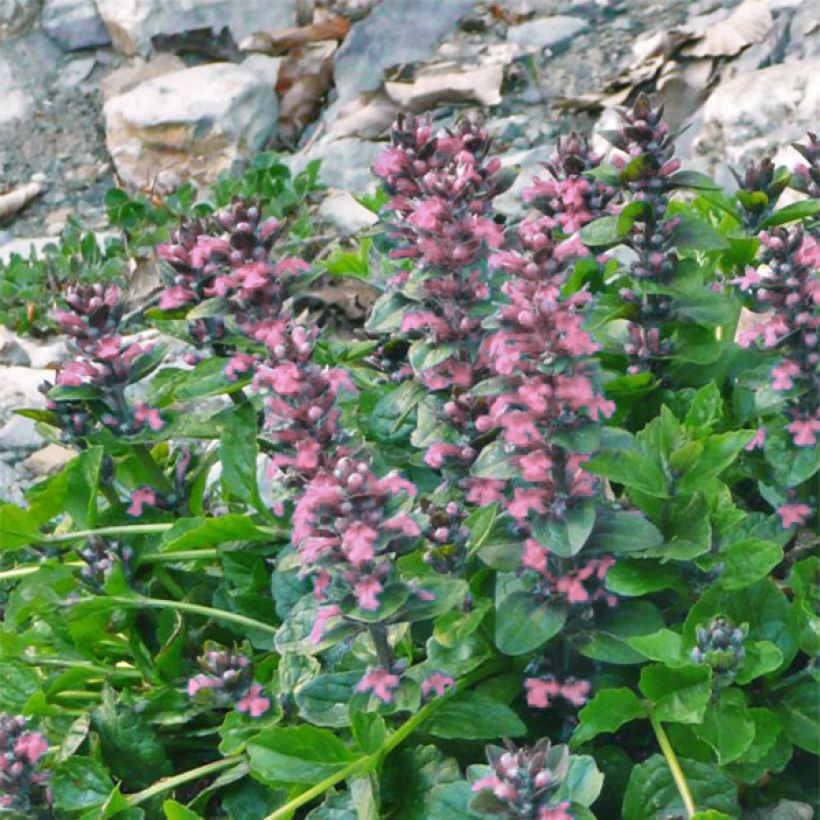 Rönsyakankaali Pink Elf (Kukinta)