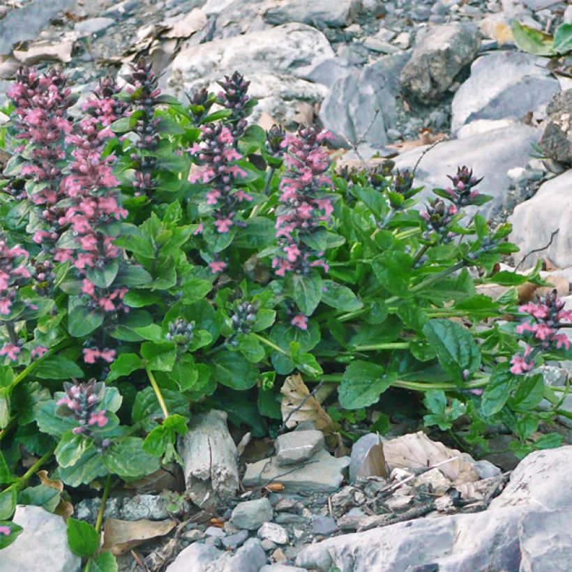 Rönsyakankaali Pink Elf (Kasvutapa)