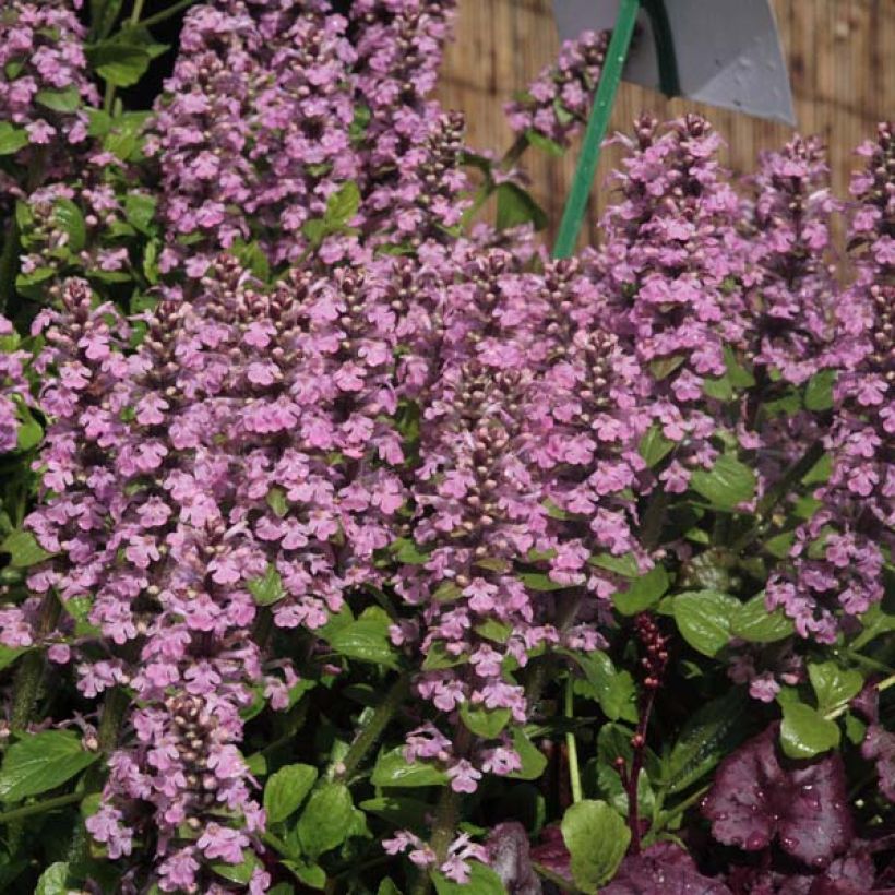 Rönsyakankaali Purple Torch (Kasvutapa)