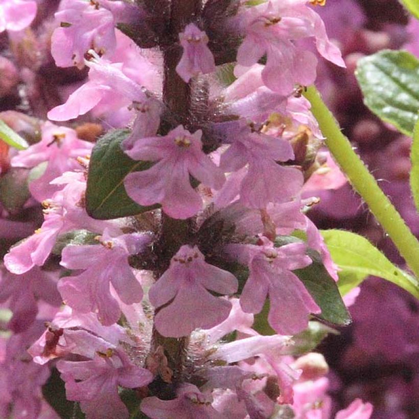 Rönsyakankaali Purple Torch (Kukinta)