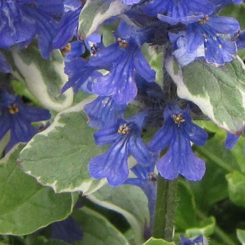 Rönsyakankaali Variegata (Kukinta)