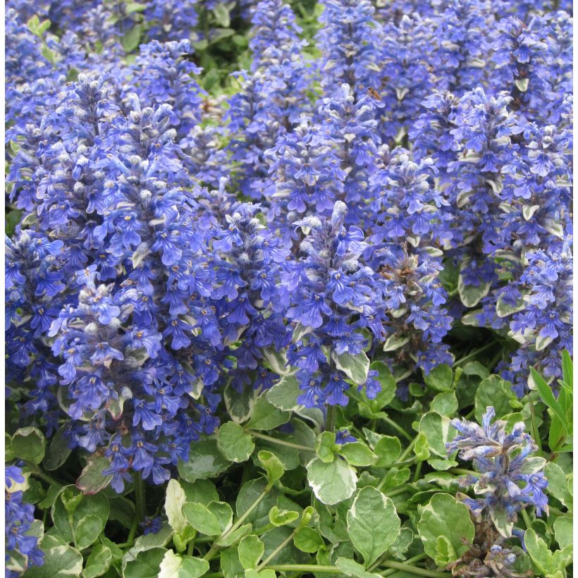 Rönsyakankaali Variegata (Kasvutapa)