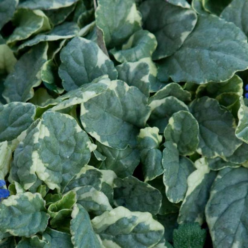 Rönsyakankaali Variegata (Lehvistö)