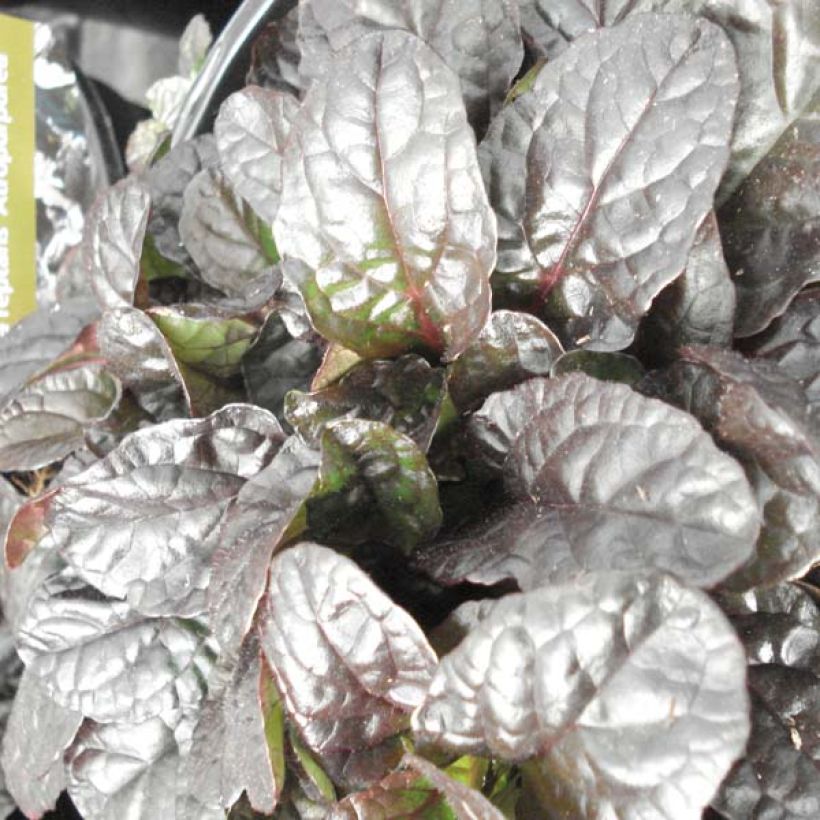 Rönsyakankaali Atropurpurea (Lehvistö)