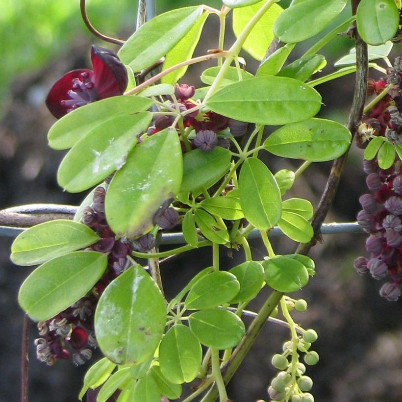 Akebia longeracemosa (Lehvistö)
