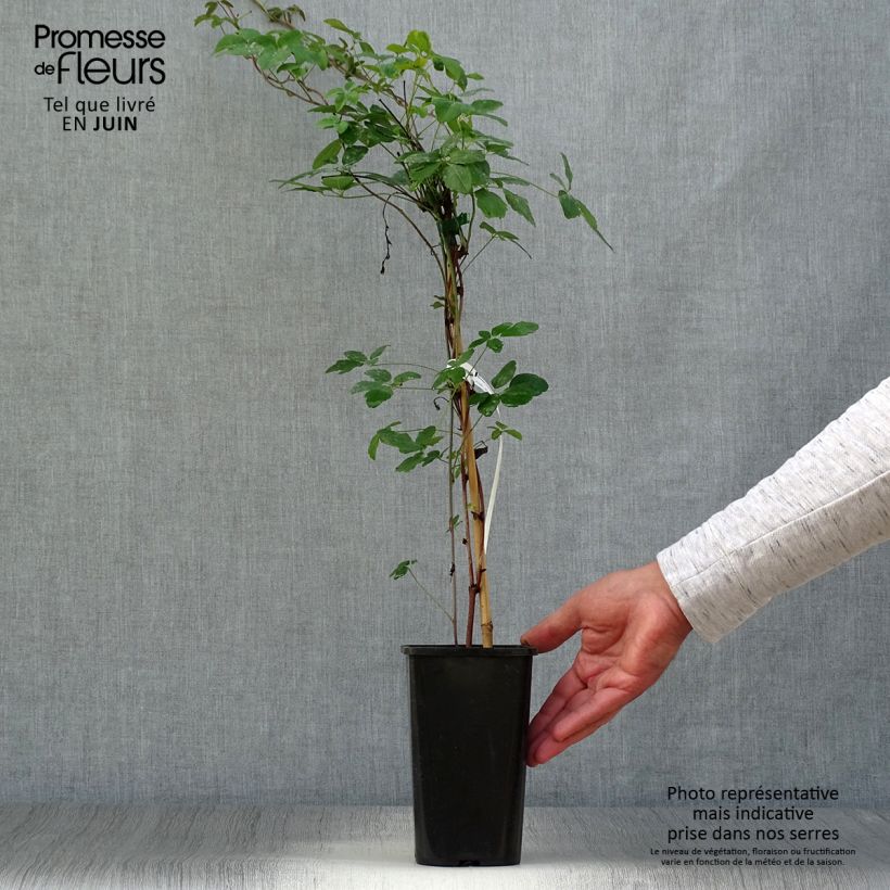 Esimerkki kesällä toimitetusta Rinneakebia - Akebia x pentaphylla Pot de 1,5L/2L-taimesta
