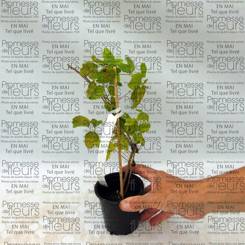 Example of Rinneakebia - Akebia quinata Godet de 8/9 cm as you get