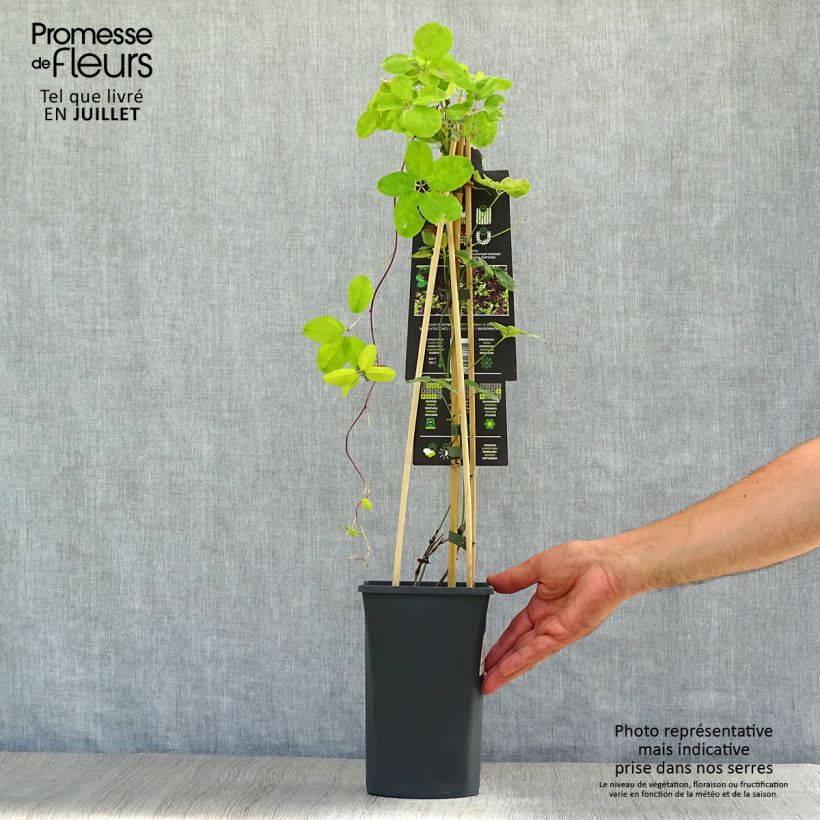 Esimerkki kesällä toimitetusta Rinneakebia - Akebia quinata Pot de 2L/3L-taimesta