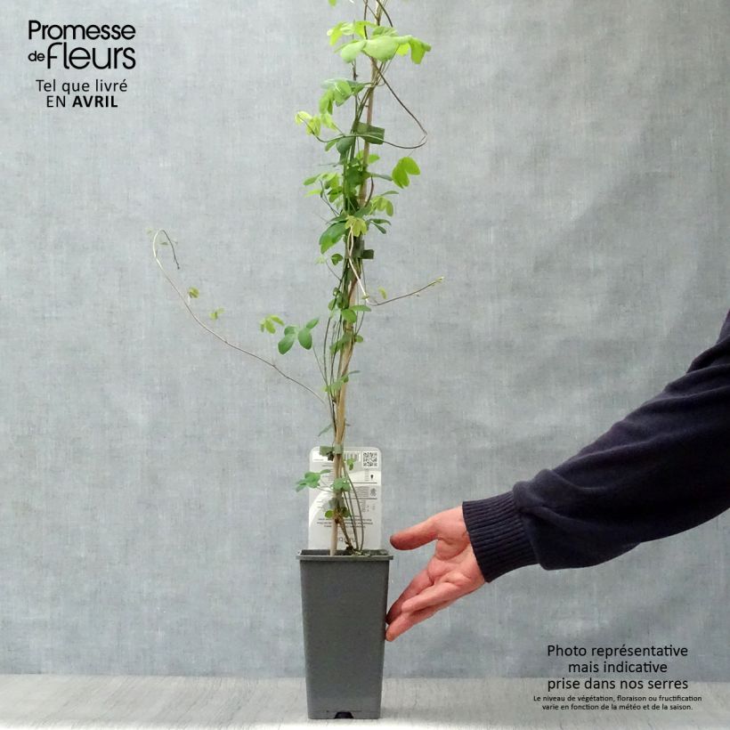 Example of Rinneakebia - Akebia quinata Pot de 2L/3L as you get in printemps