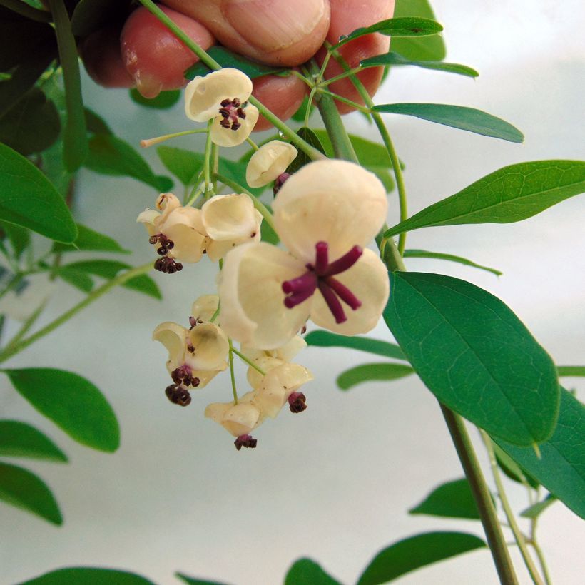 Rinneakebia Cream Form (Flowering)