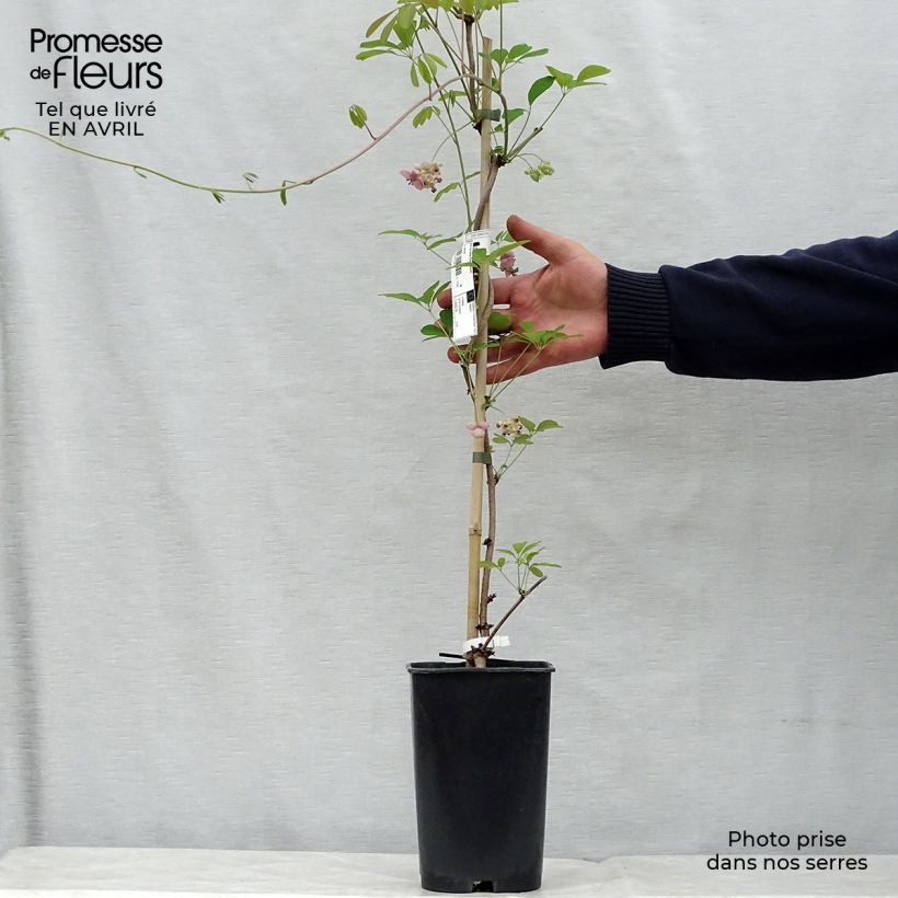 Example of Rinneakebia Cream Form Pot de 2L/3L as you get in printemps